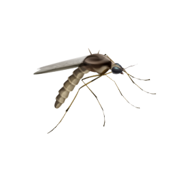 Mücken können den Gelbfieber-Virus übertragen